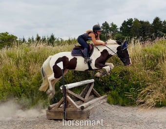 "Panda: talented, quiet, ideal riding club allrounder " Piebald Gelding All Rounder
