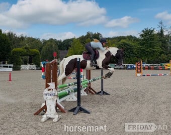 "Panda: talented, quiet, ideal riding club allrounder " Piebald Gelding All Rounder