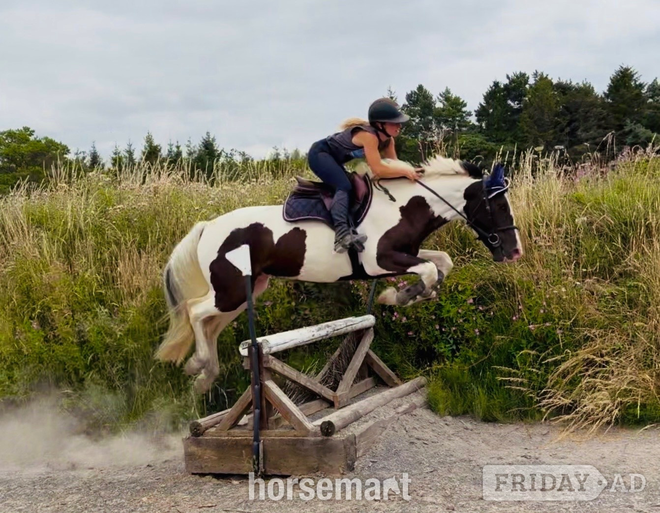 "Panda: talented, quiet, ideal riding club allrounder " Piebald Gelding All Rounder in Raheen