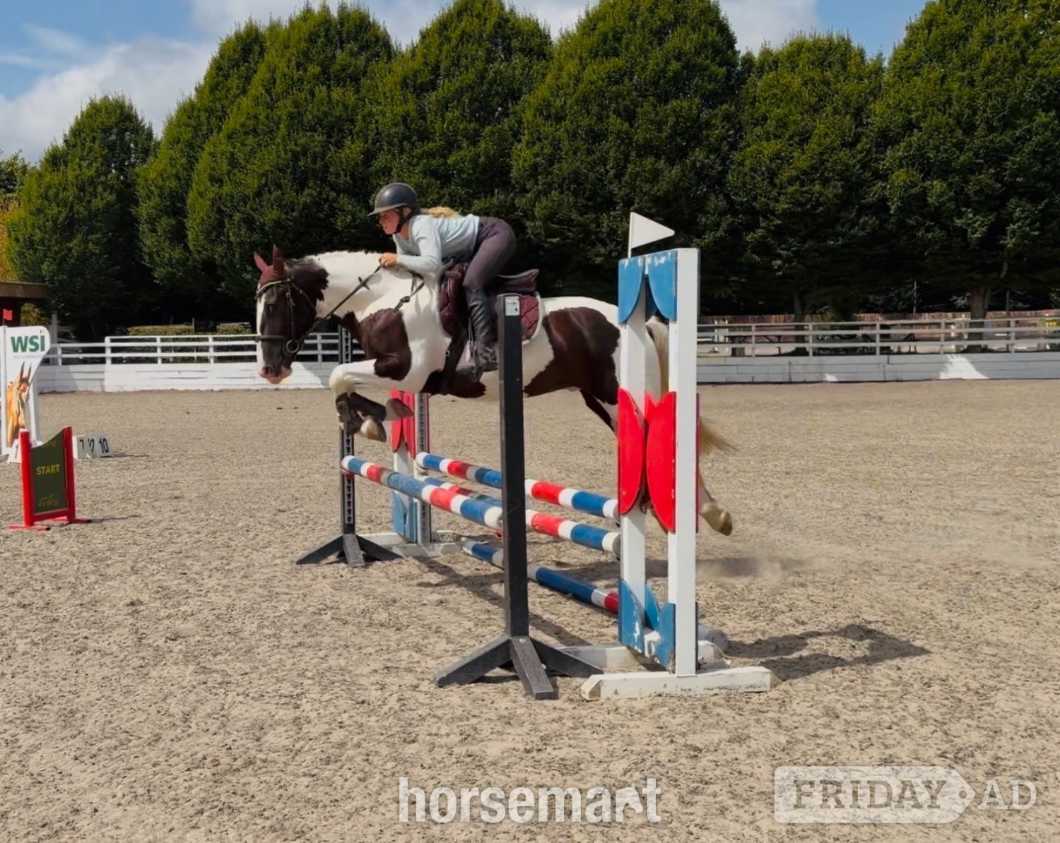 "Panda: talented, quiet, ideal riding club allrounder " Piebald Gelding All Rounder