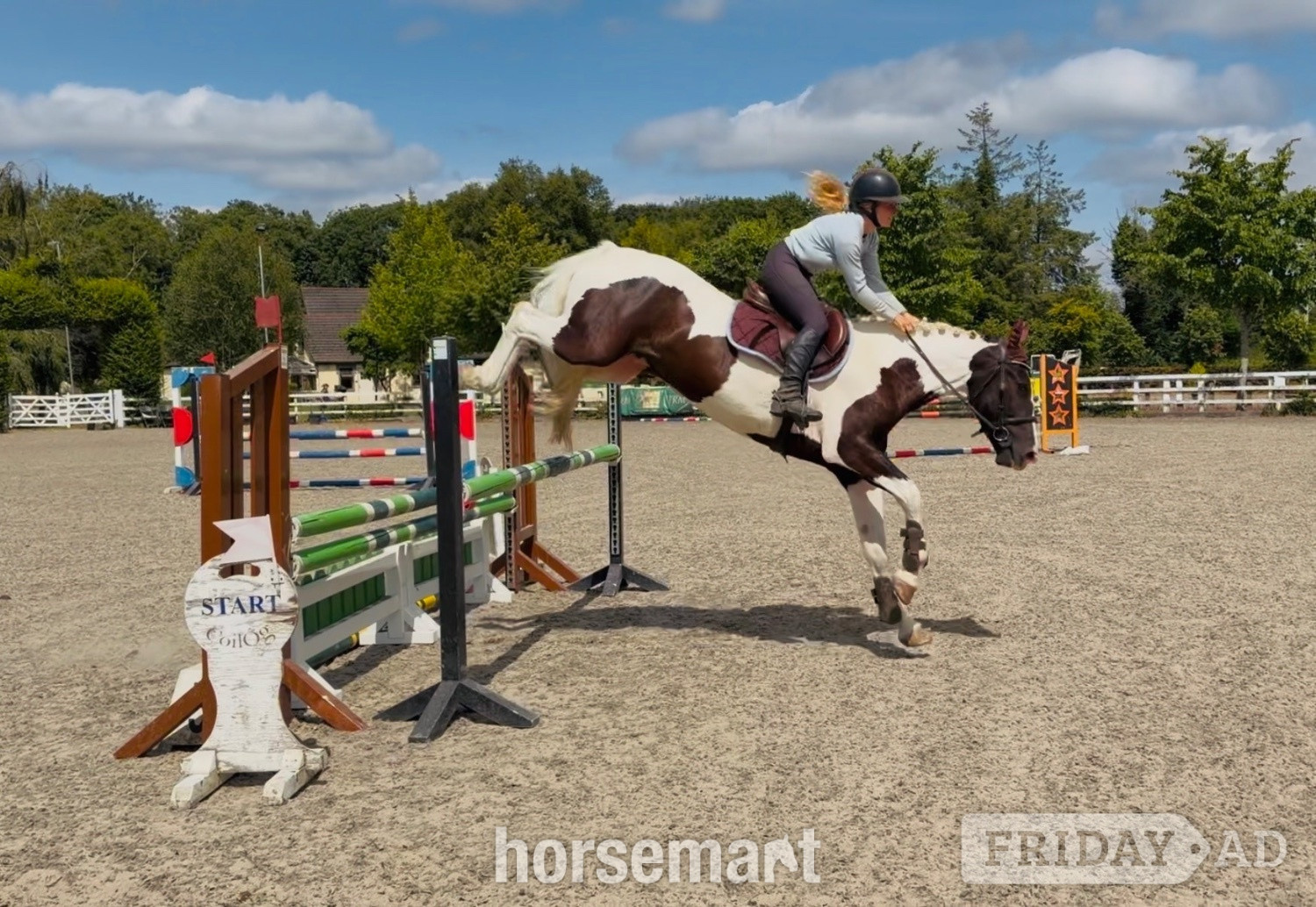 Raheen "Panda: talented, quiet, ideal riding club allrounder " Piebald Gelding All Rounder