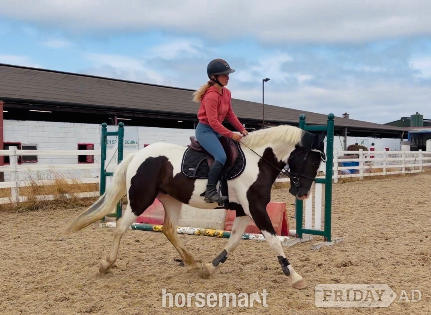 "Panda: talented, quiet, ideal riding club allrounder " Piebald Gelding All Rounder - Horses in Raheen