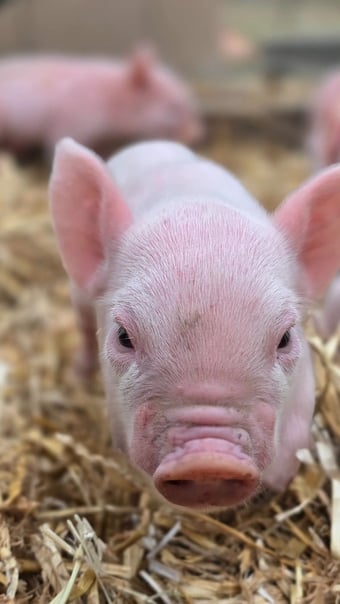 20 middle white piglets in Guildford