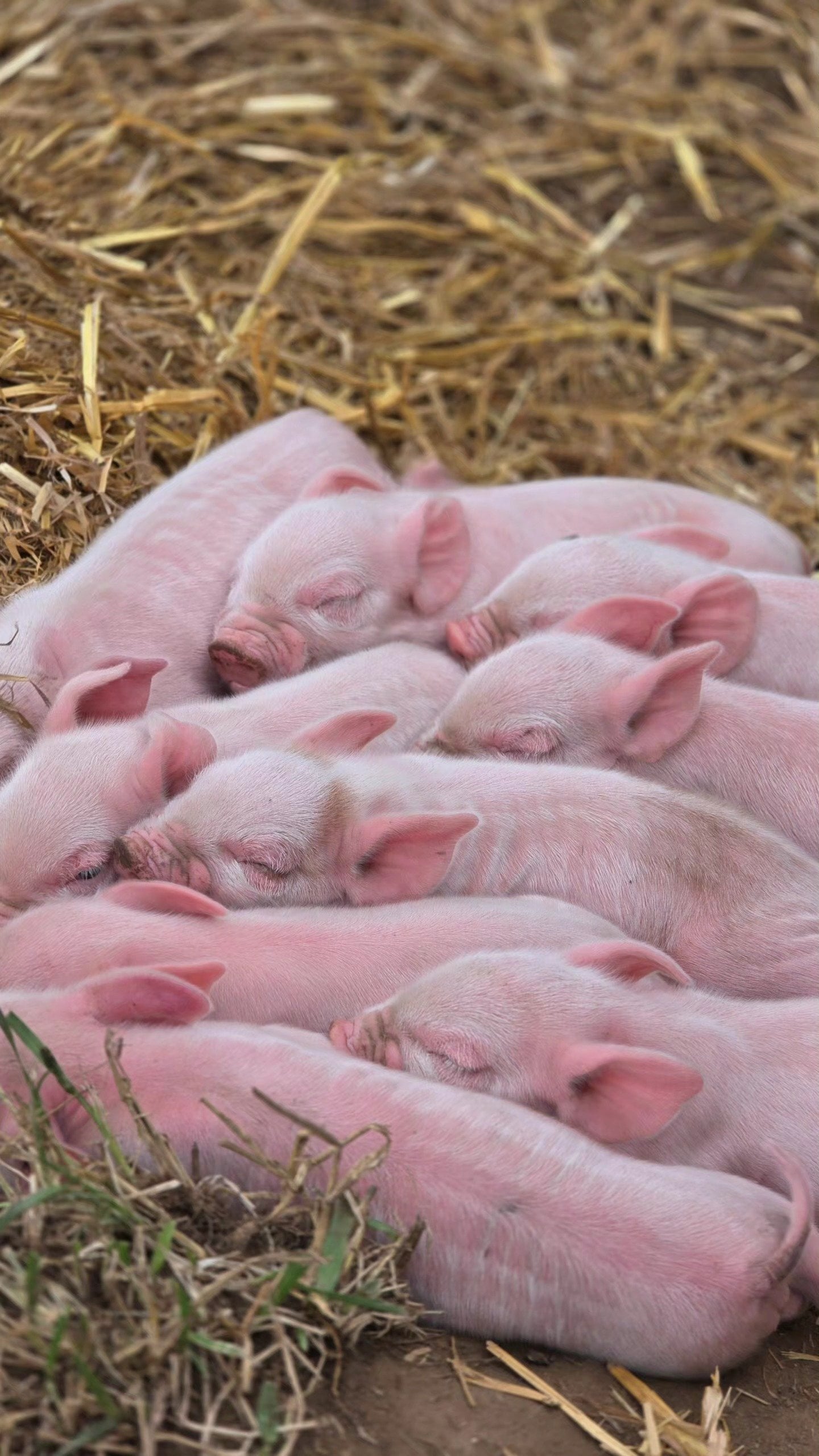 20 middle white piglets in Guildford - Livestock in Guildford