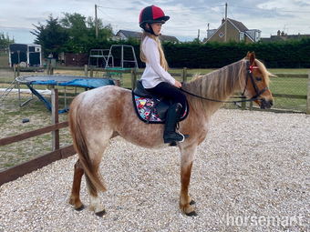 "Cristoline dancing queen" Strawberry Roan Mare All Rounder