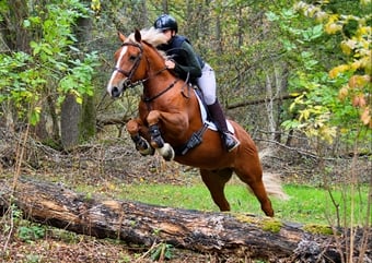"Stags mischief maker" Chestnut Gelding All Rounder