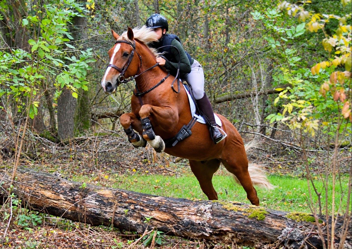 "Stags mischief maker" Chestnut Gelding All Rounder in Epping