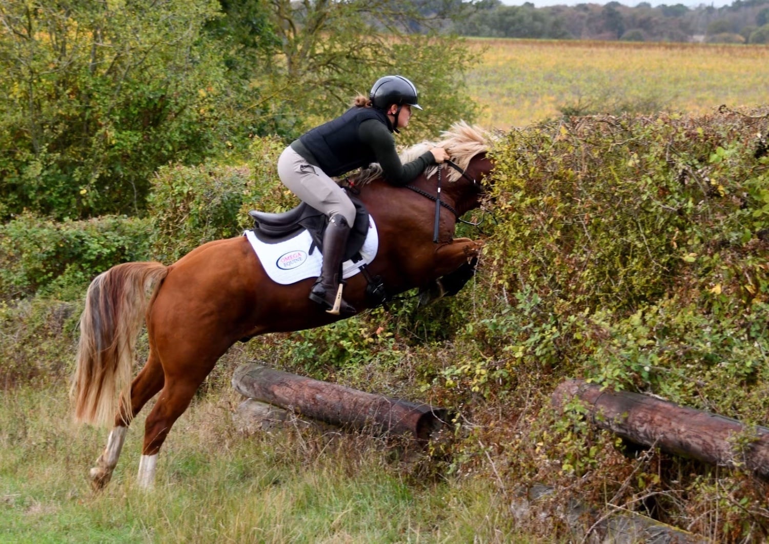 "Stags mischief maker" Chestnut Gelding All Rounder