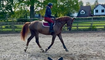 "Roo " Liver Chestnut Mare All Rounder