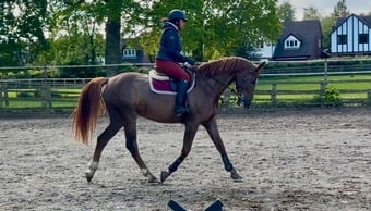 "Roo " Liver Chestnut Mare All Rounder