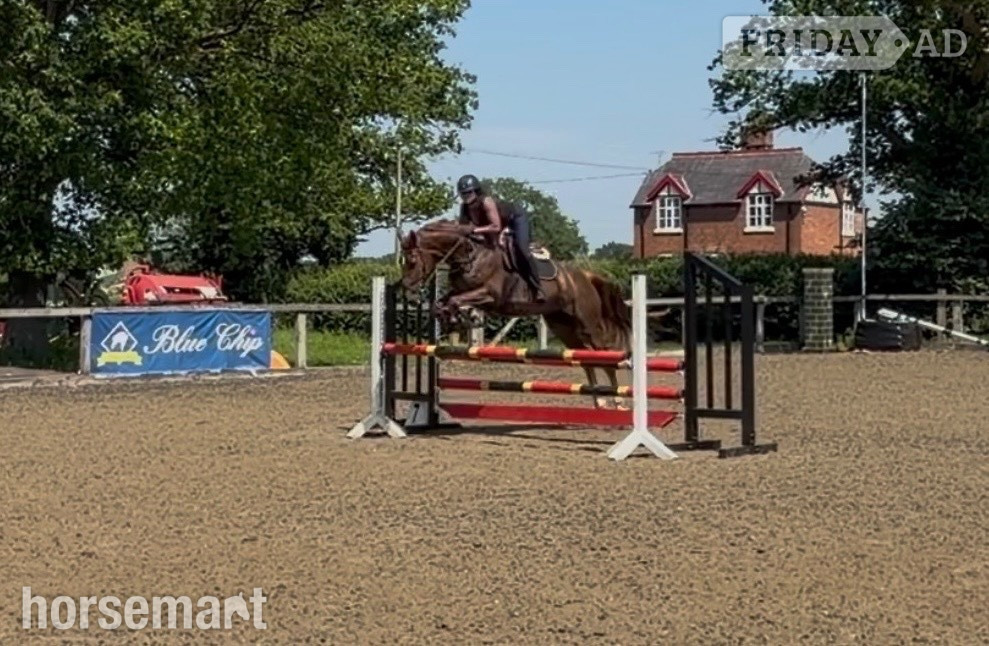 Tarporley "Roo " Liver Chestnut Mare All Rounder