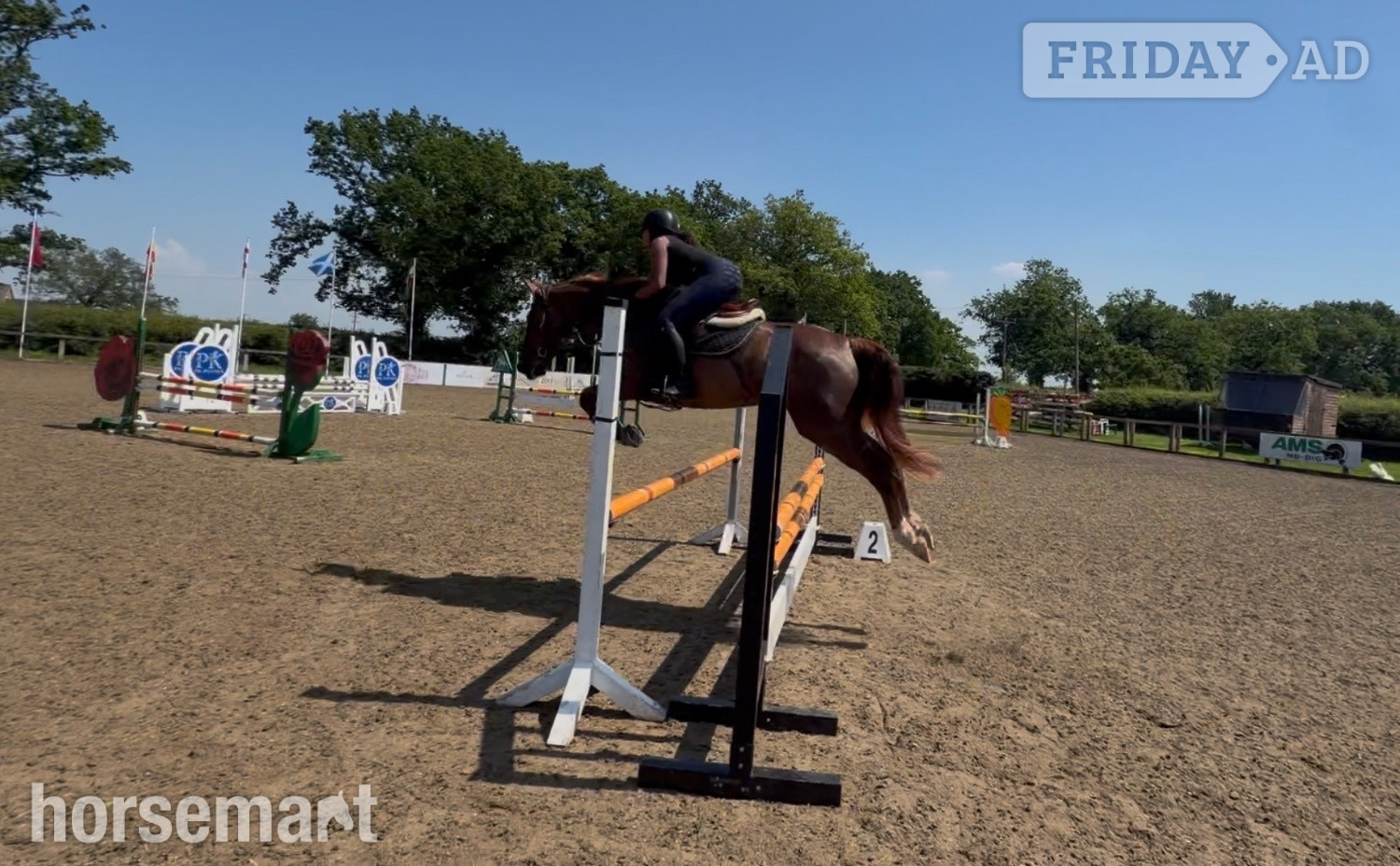 "Roo " Liver Chestnut Mare All Rounder
