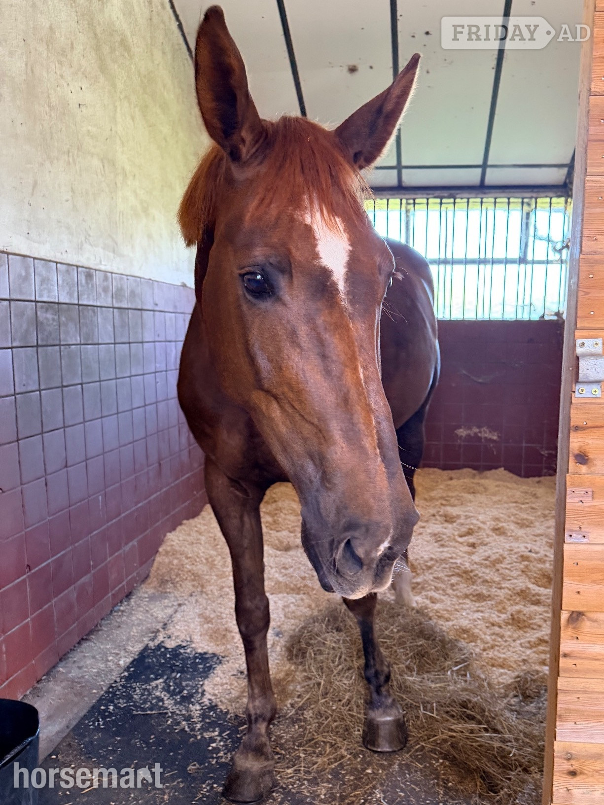 "Roo " Liver Chestnut Mare All Rounder -  in Tarporley