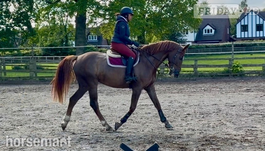 "Roo " Liver Chestnut Mare All Rounder in Tarporley