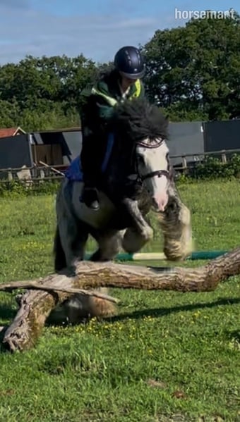 "Mabel" Blue Roan Mare Lead Rein/First Ridden Pony