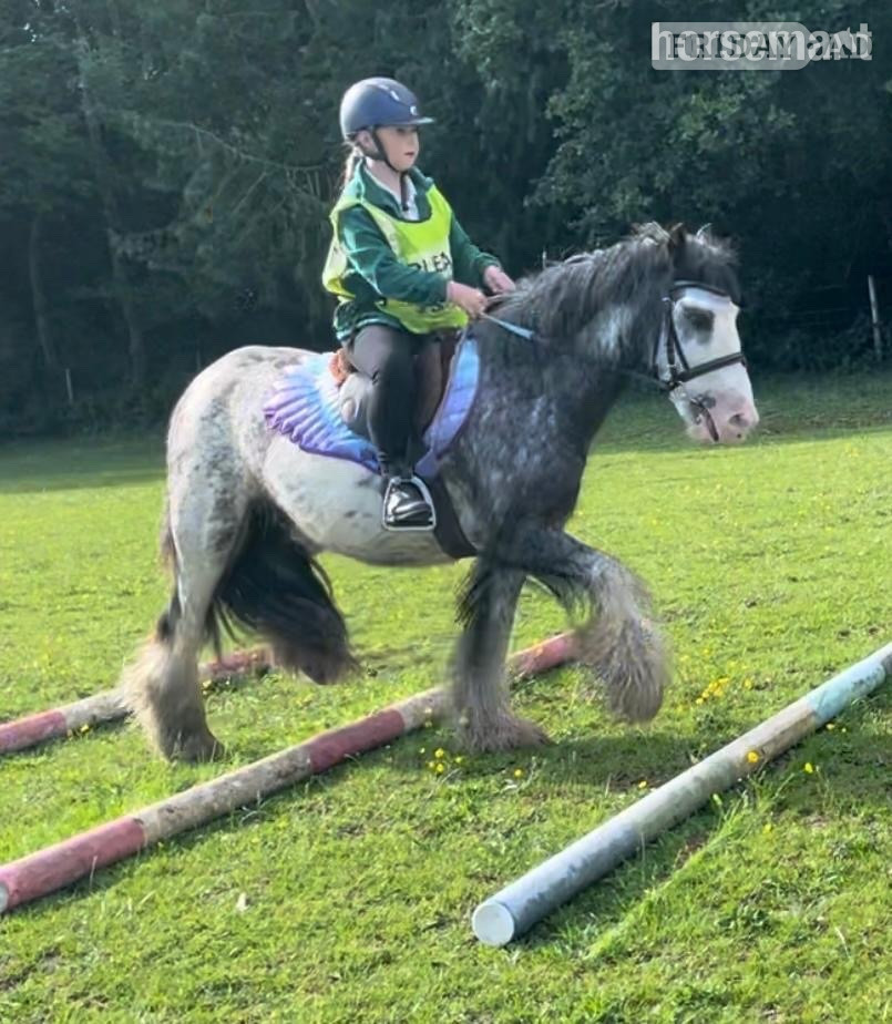 "Mabel" Blue Roan Mare Lead Rein/First Ridden Pony