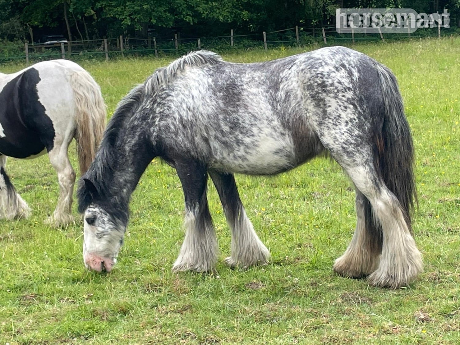 "Mabel" Blue Roan Mare Lead Rein/First Ridden Pony - Horses in Horley