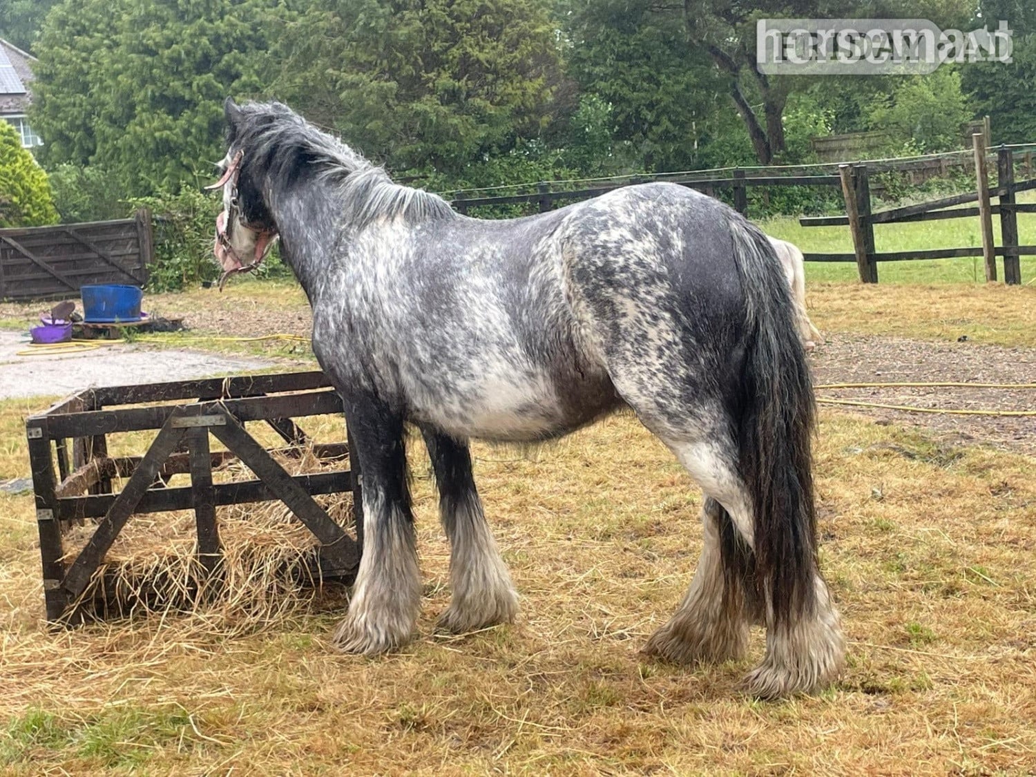 Horley "Mabel" Blue Roan Mare Lead Rein/First Ridden Pony