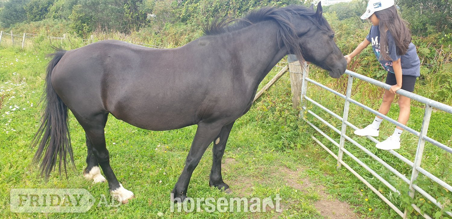 "STAR (Cochycwm Starlight)" Black Gelding Cob/Heavy Horse - Horses in Swansea
