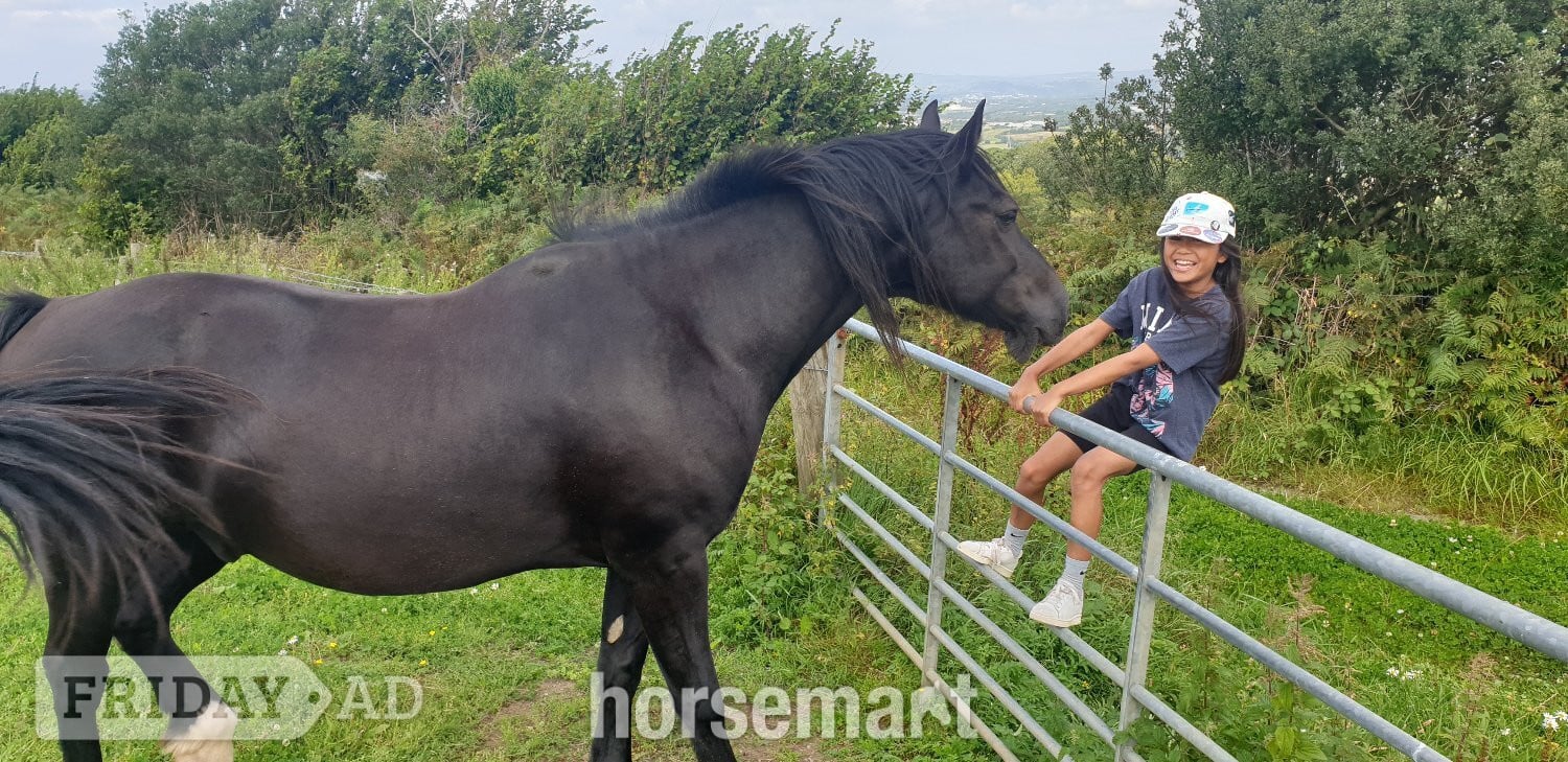 "STAR (Cochycwm Starlight)" Black Gelding Cob/Heavy Horse
