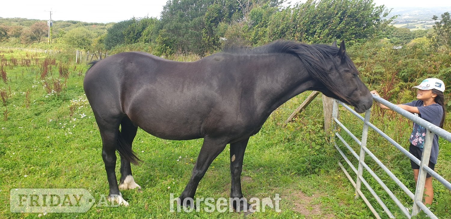 "STAR (Cochycwm Starlight)" Black Gelding Cob/Heavy Horse - Horses