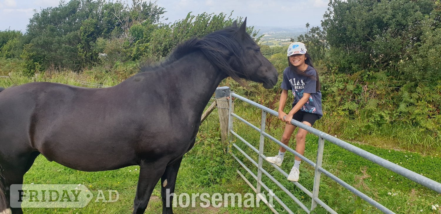 Swansea "STAR (Cochycwm Starlight)" Black Gelding Cob/Heavy Horse