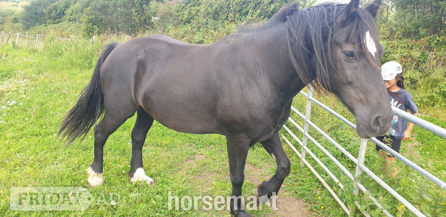 "STAR (Cochycwm Starlight)" Black Gelding Cob/Heavy Horse in Swansea