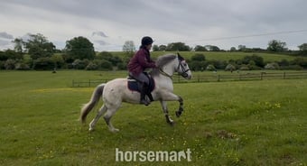 "Joey" Spotted Gelding All Rounder