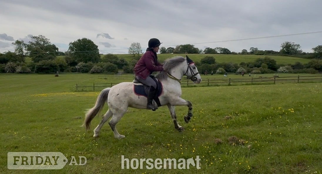 "Joey" Spotted Gelding All Rounder in Bristol