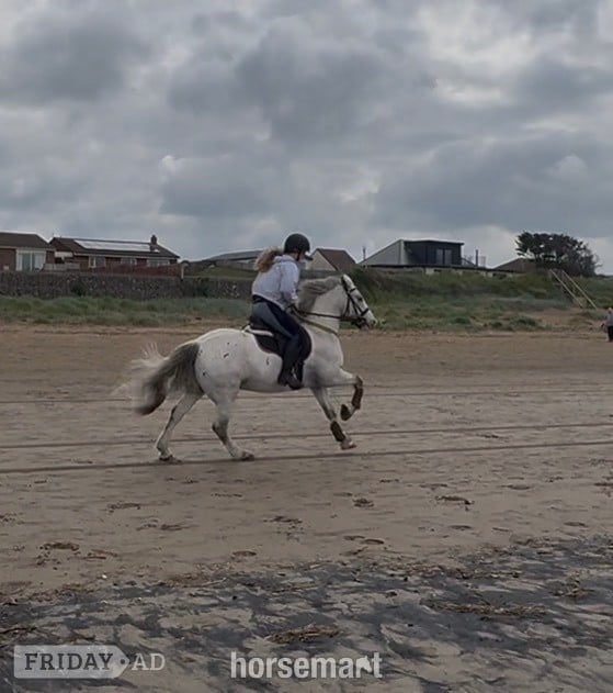 "Joey" Spotted Gelding All Rounder