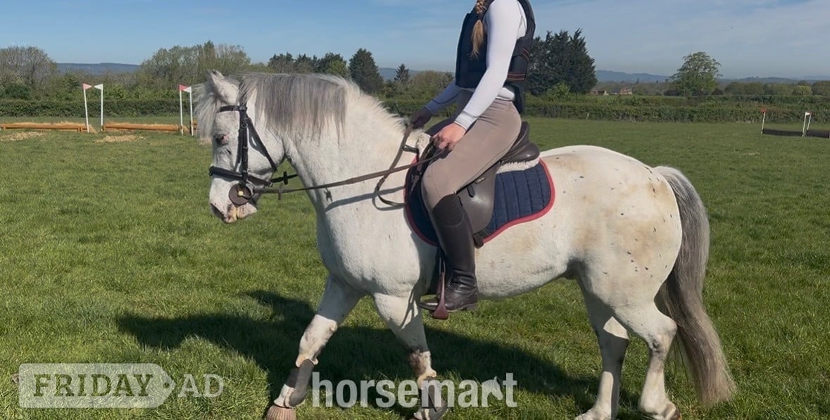 Bristol "Joey" Spotted Gelding All Rounder