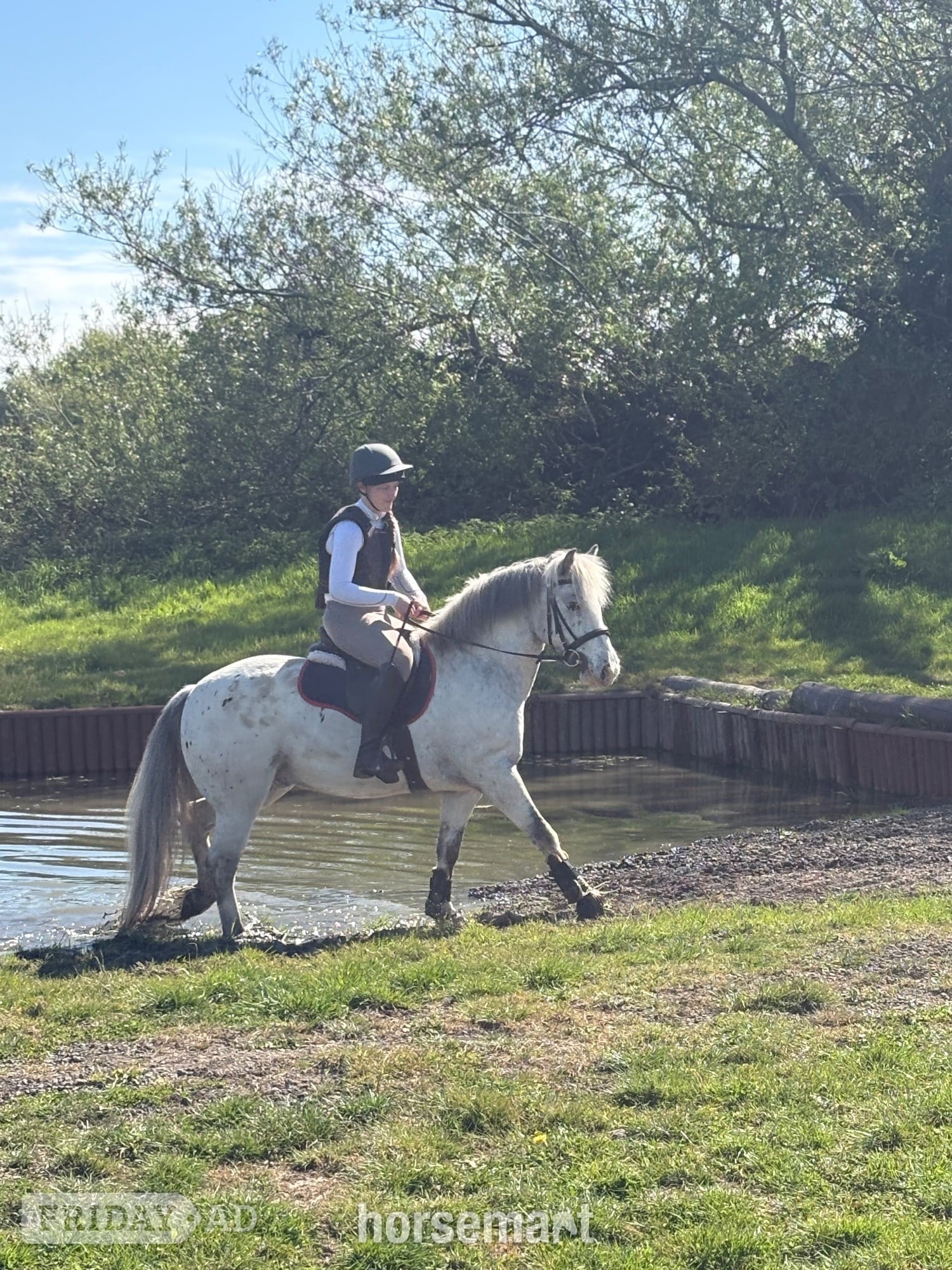 "Joey" Spotted Gelding All Rounder - Horses in Bristol