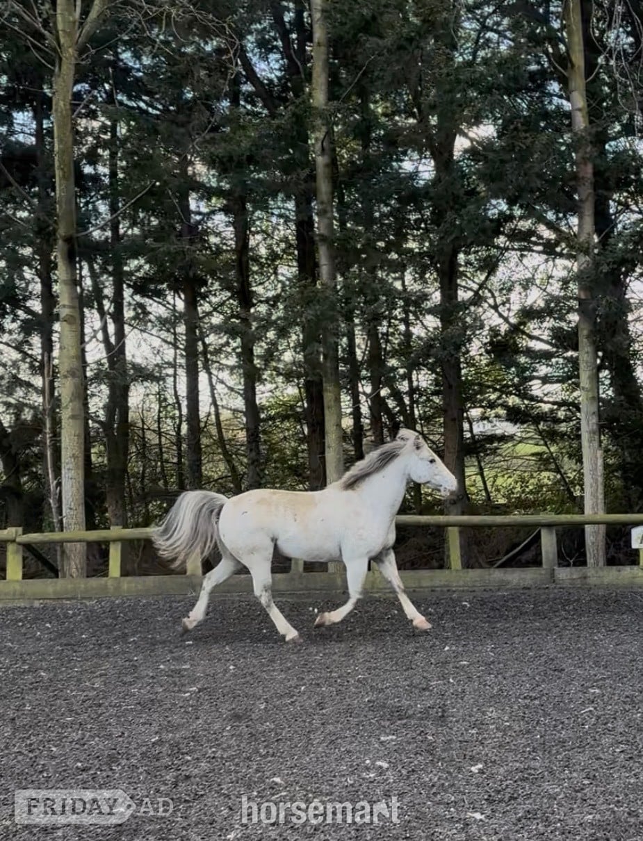 "Joey" Spotted Gelding All Rounder - Horses