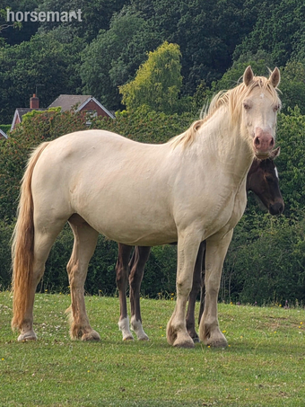 "Atomic blonde" Cremello Mare Youngstock / Foal