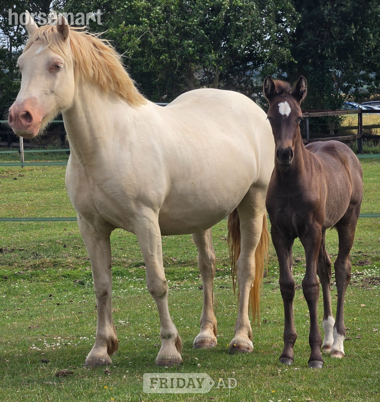 "Atomic blonde" Cremello Mare Youngstock / Foal