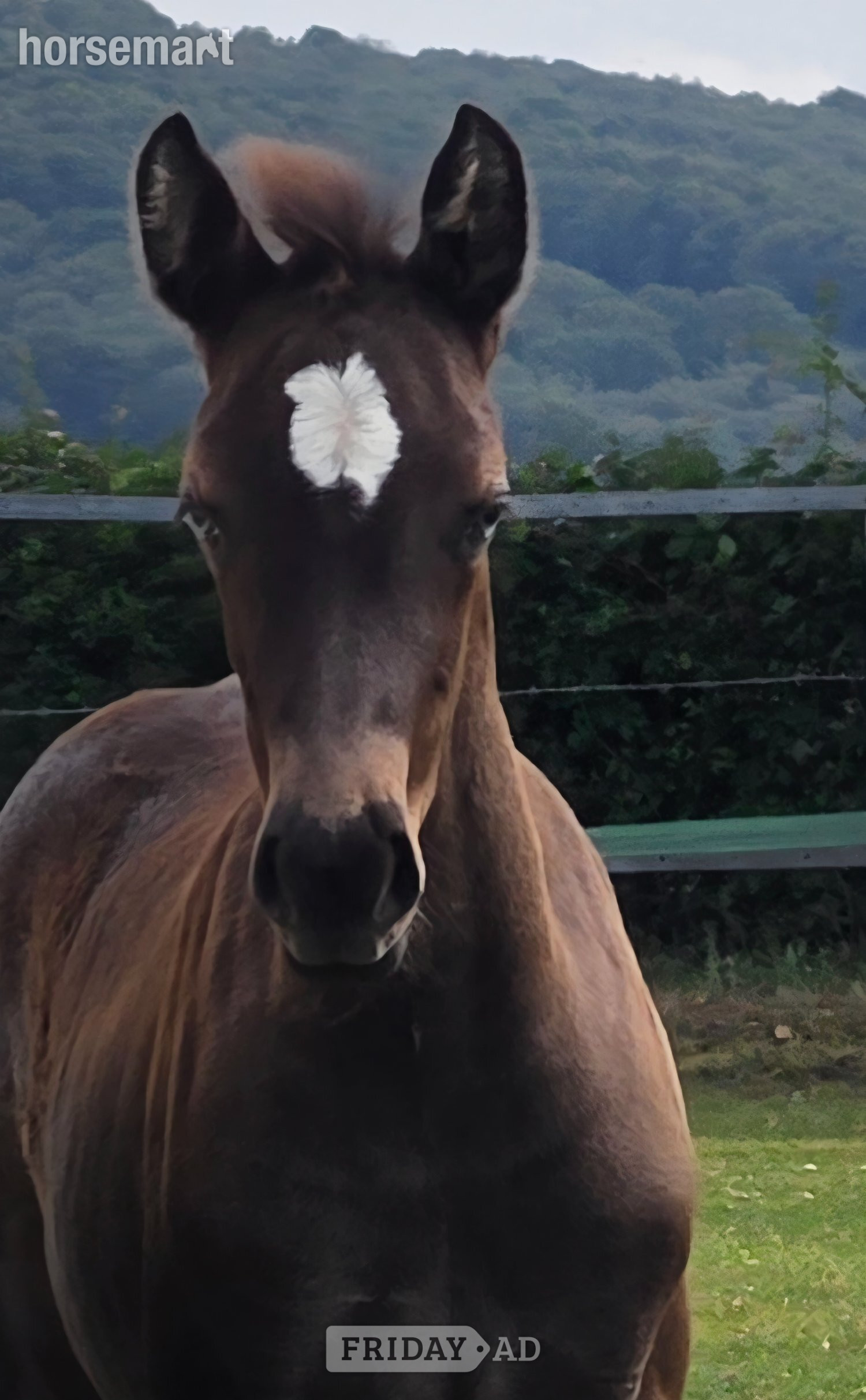 Weston Coyney "Atomic blonde" Cremello Mare Youngstock / Foal