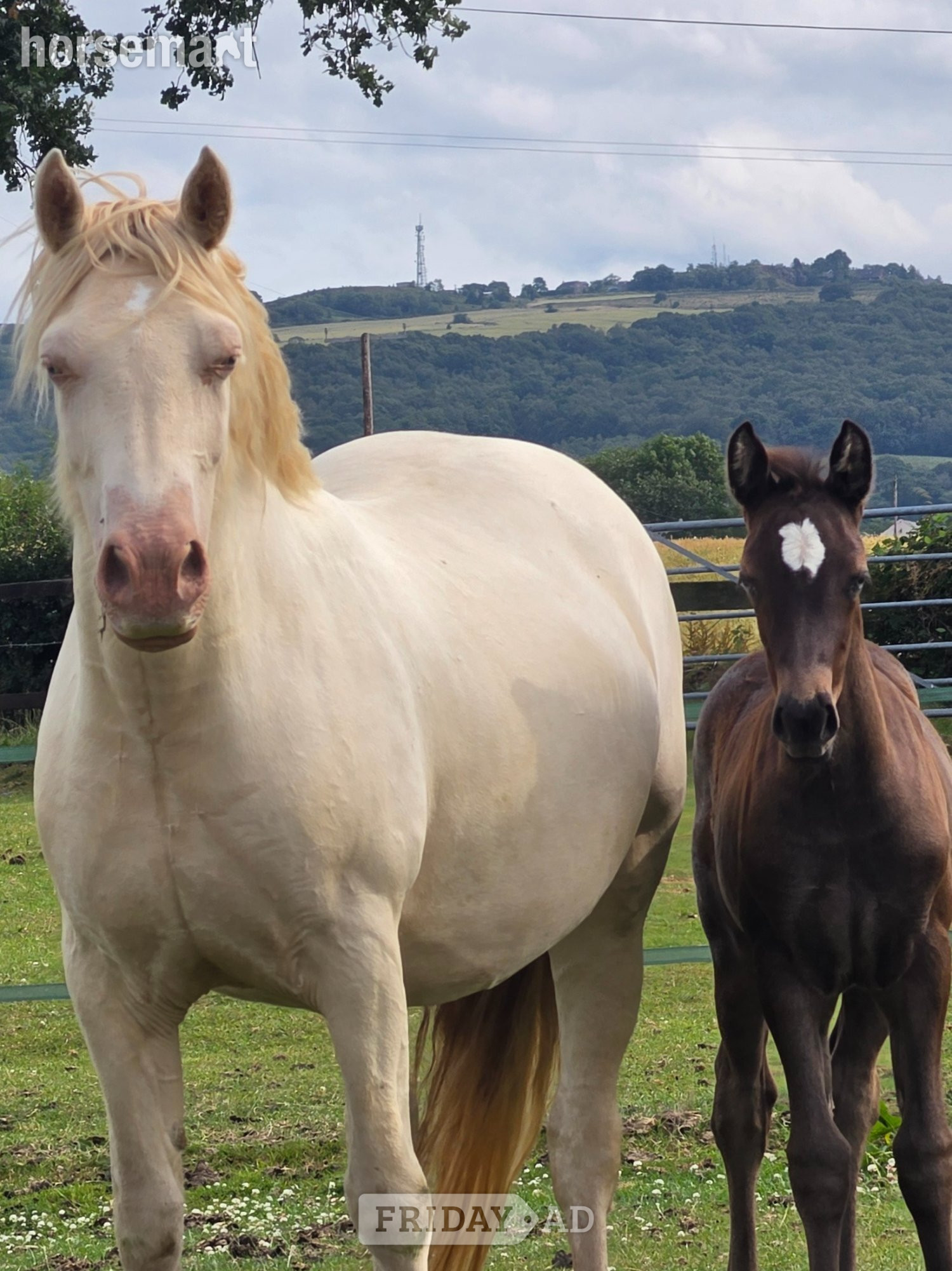 "Atomic blonde" Cremello Mare Youngstock / Foal - Horses in Weston Coyney