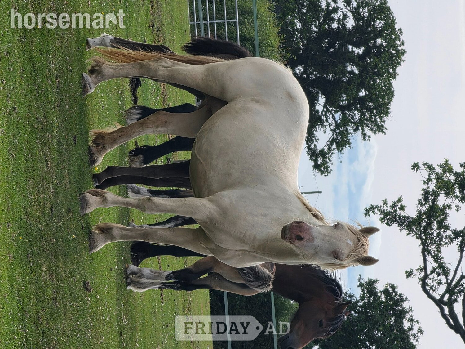 "Atomic blonde" Cremello Mare Youngstock / Foal - Horses