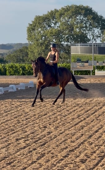 "Moscow" Bay Mare All Rounder