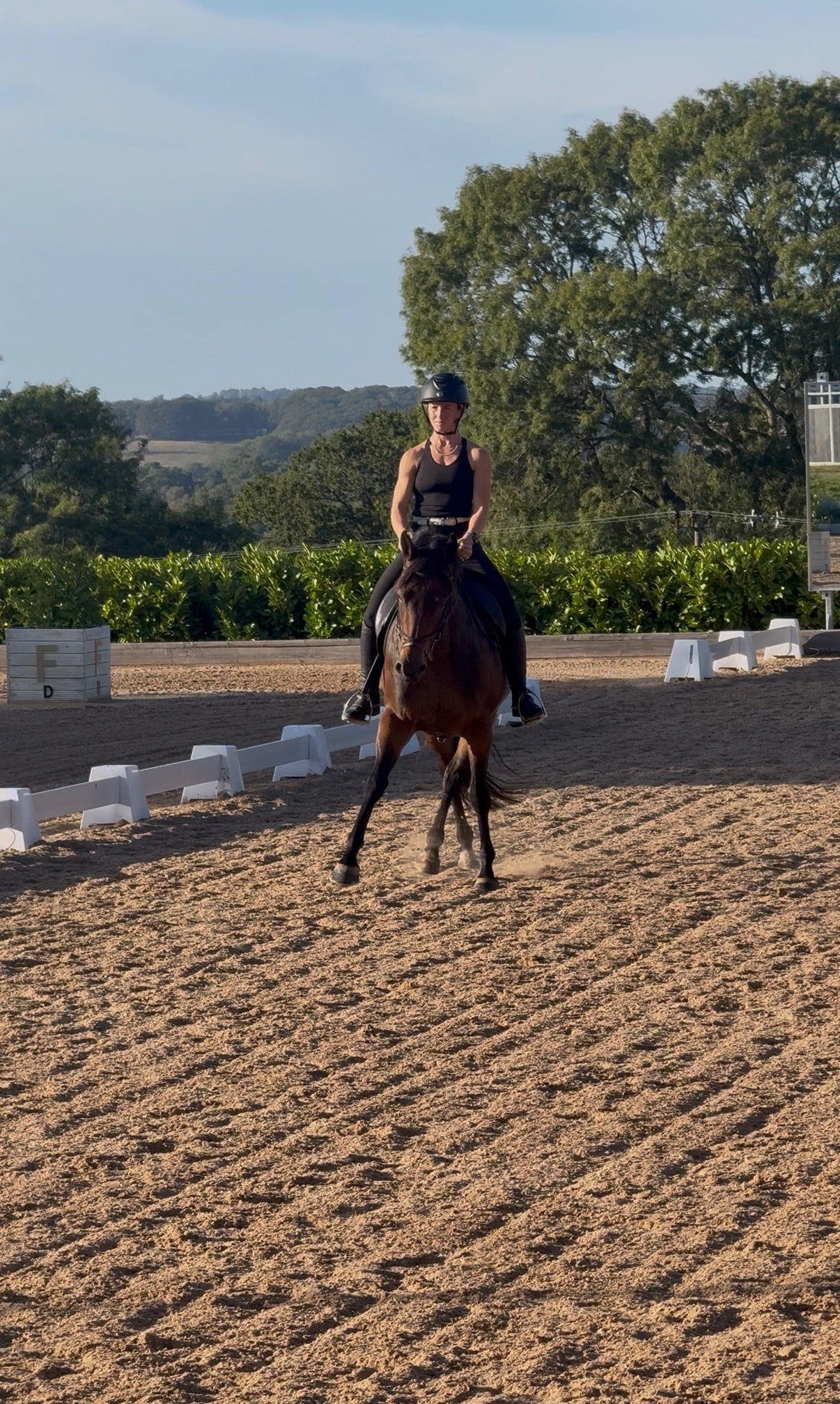 "Moscow" Bay Mare All Rounder