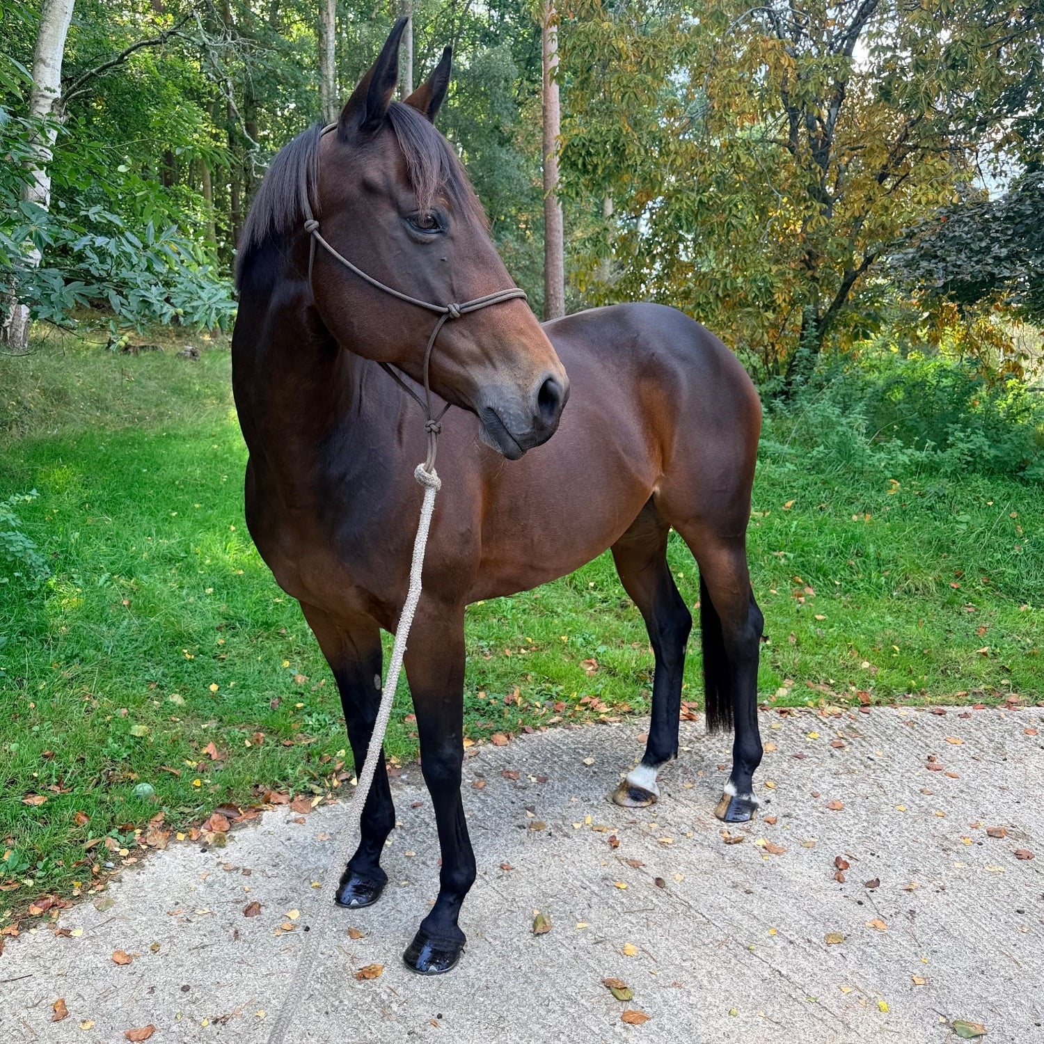 Midhurst "Moscow" Bay Mare All Rounder