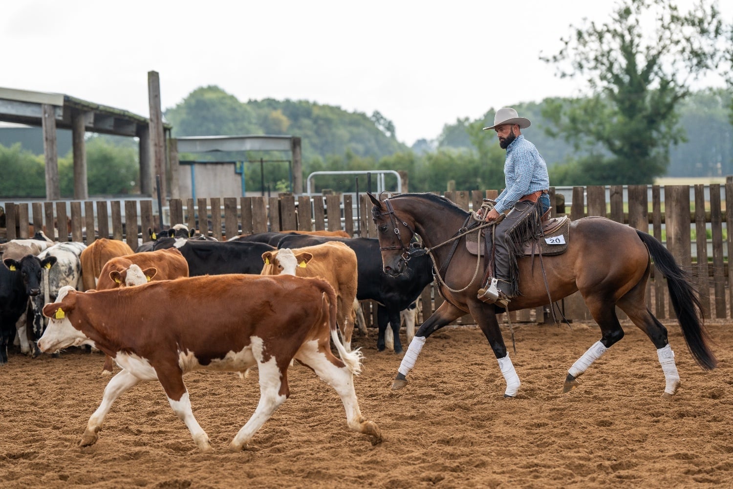 "Moscow" Bay Mare All Rounder - Horses in Midhurst