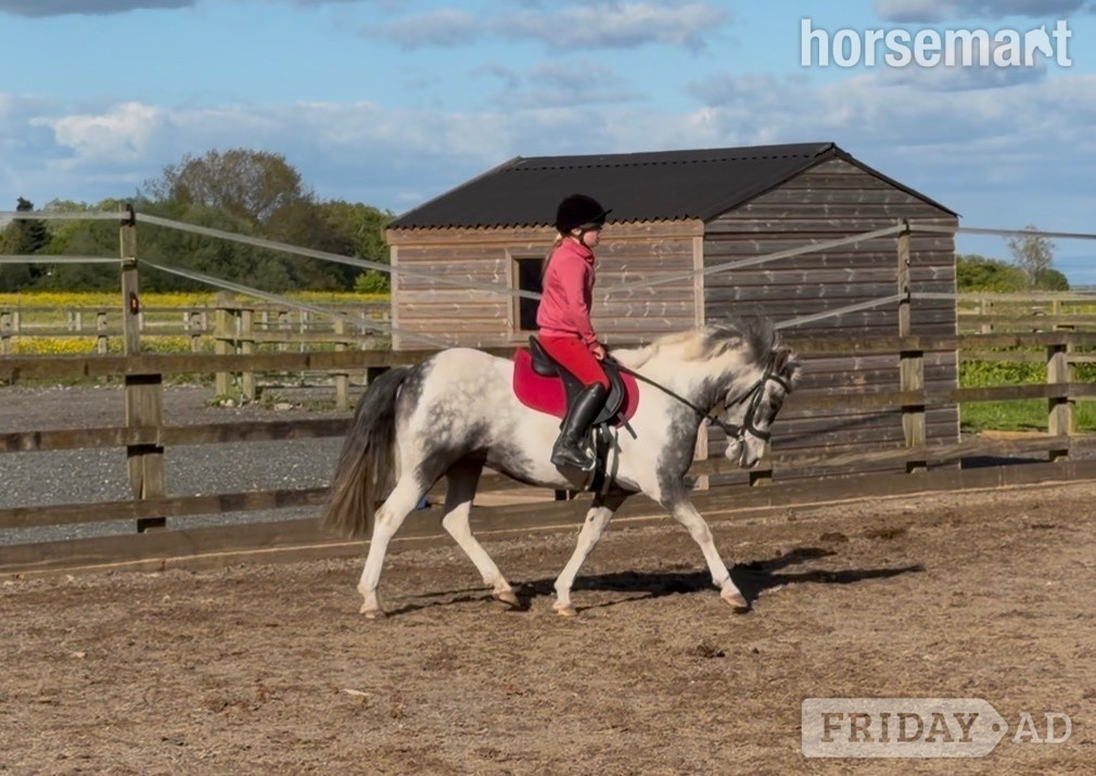 "Timeless Tim" Blue &amp; White Gelding Pony Club Pony