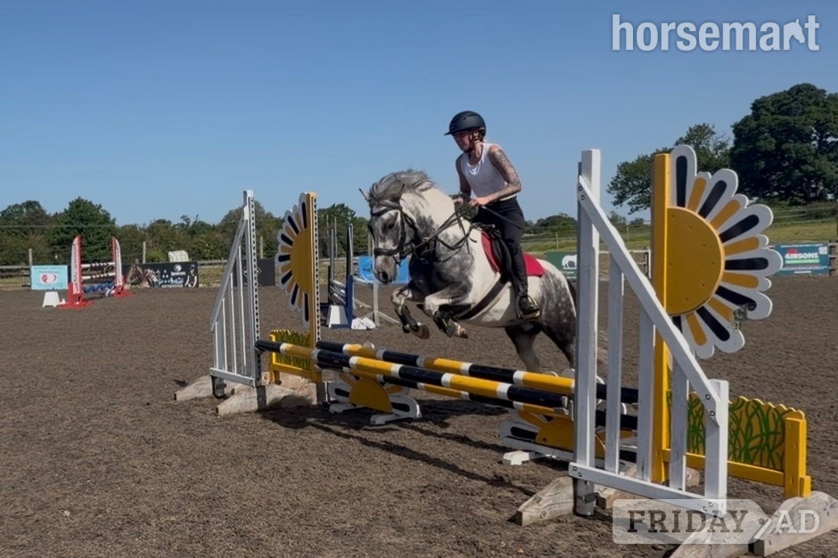 Tarporley "Timeless Tim" Blue &amp; White Gelding Pony Club Pony