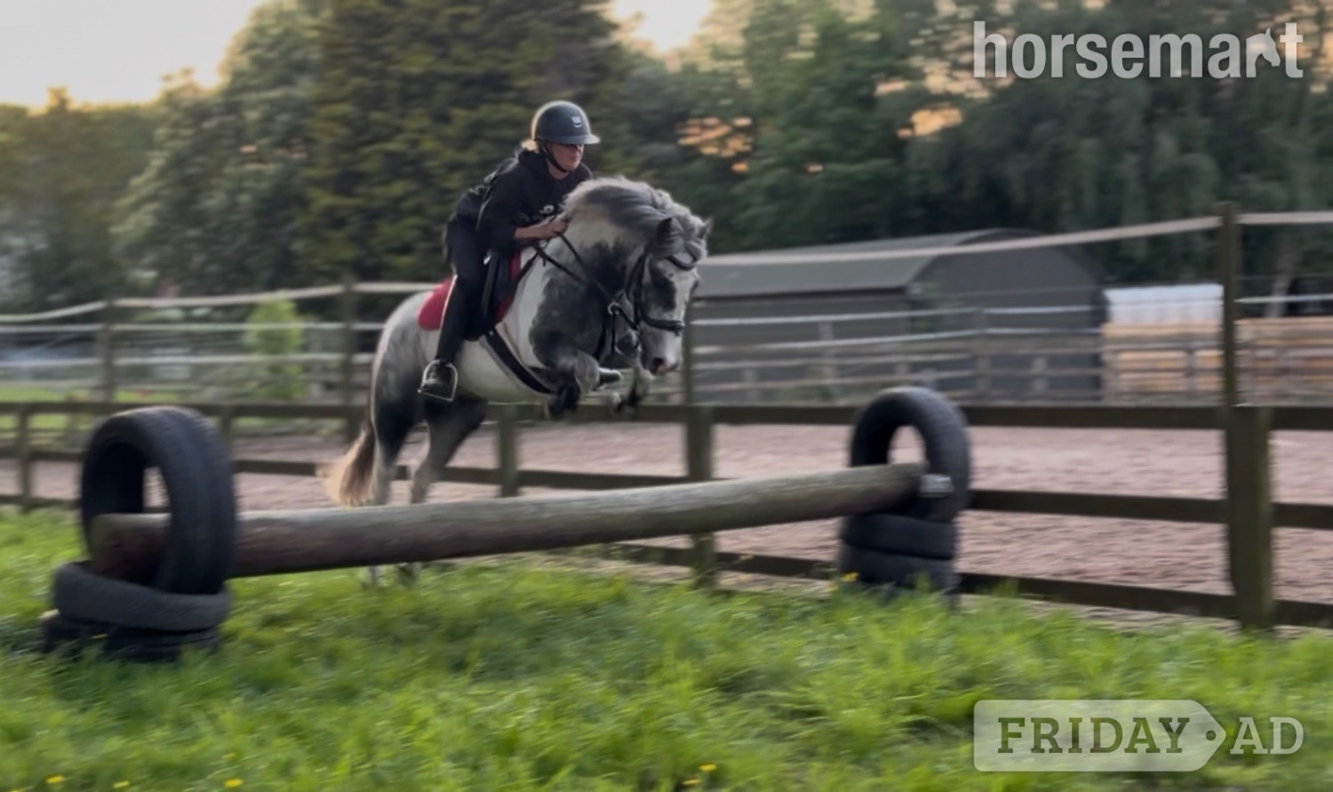 "Timeless Tim" Blue &amp; White Gelding Pony Club Pony in Tarporley