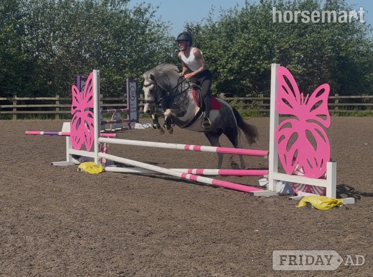 "Timeless Tim" Blue &amp; White Gelding Pony Club Pony -  in Tarporley