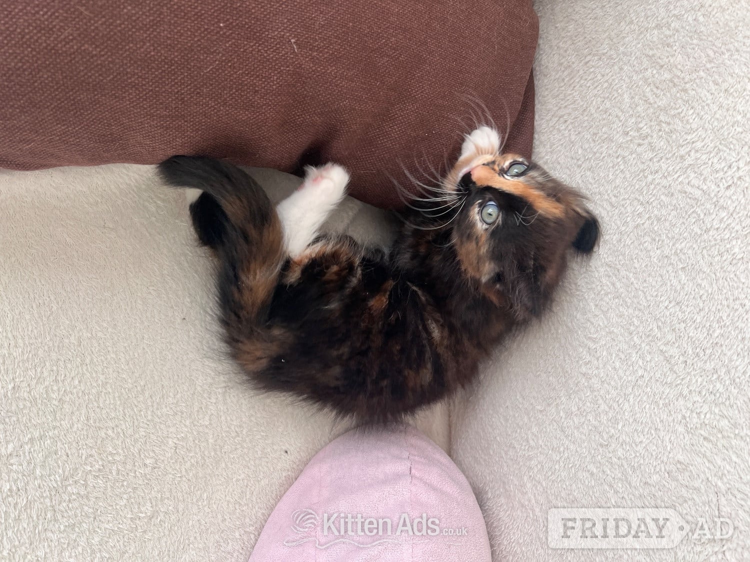 Ragdoll mixed kittens - Cats & Kittens in London