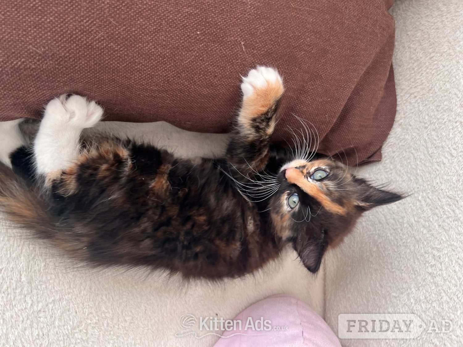 Ragdoll mixed kittens - Cats & Kittens