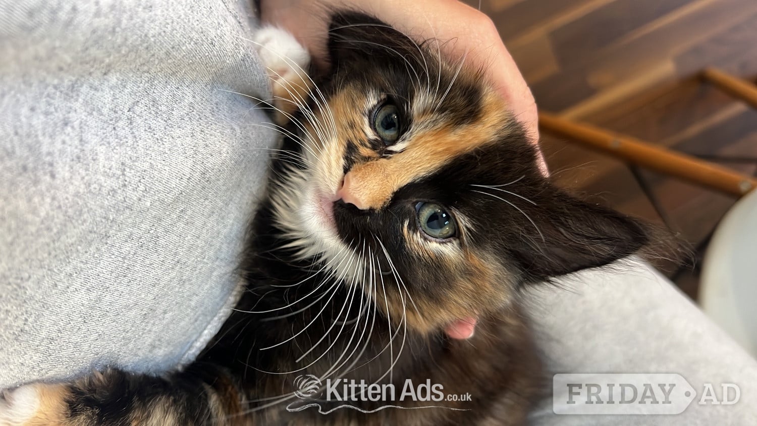 Ragdoll mixed kittens in London