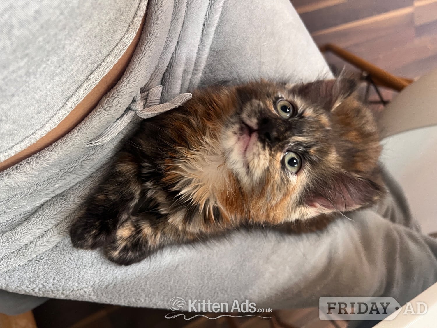 London Ragdoll mixed kittens